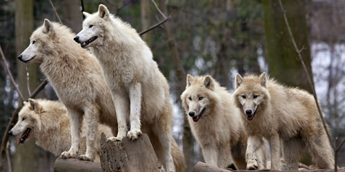 Wolf JUNIOR Deutschland