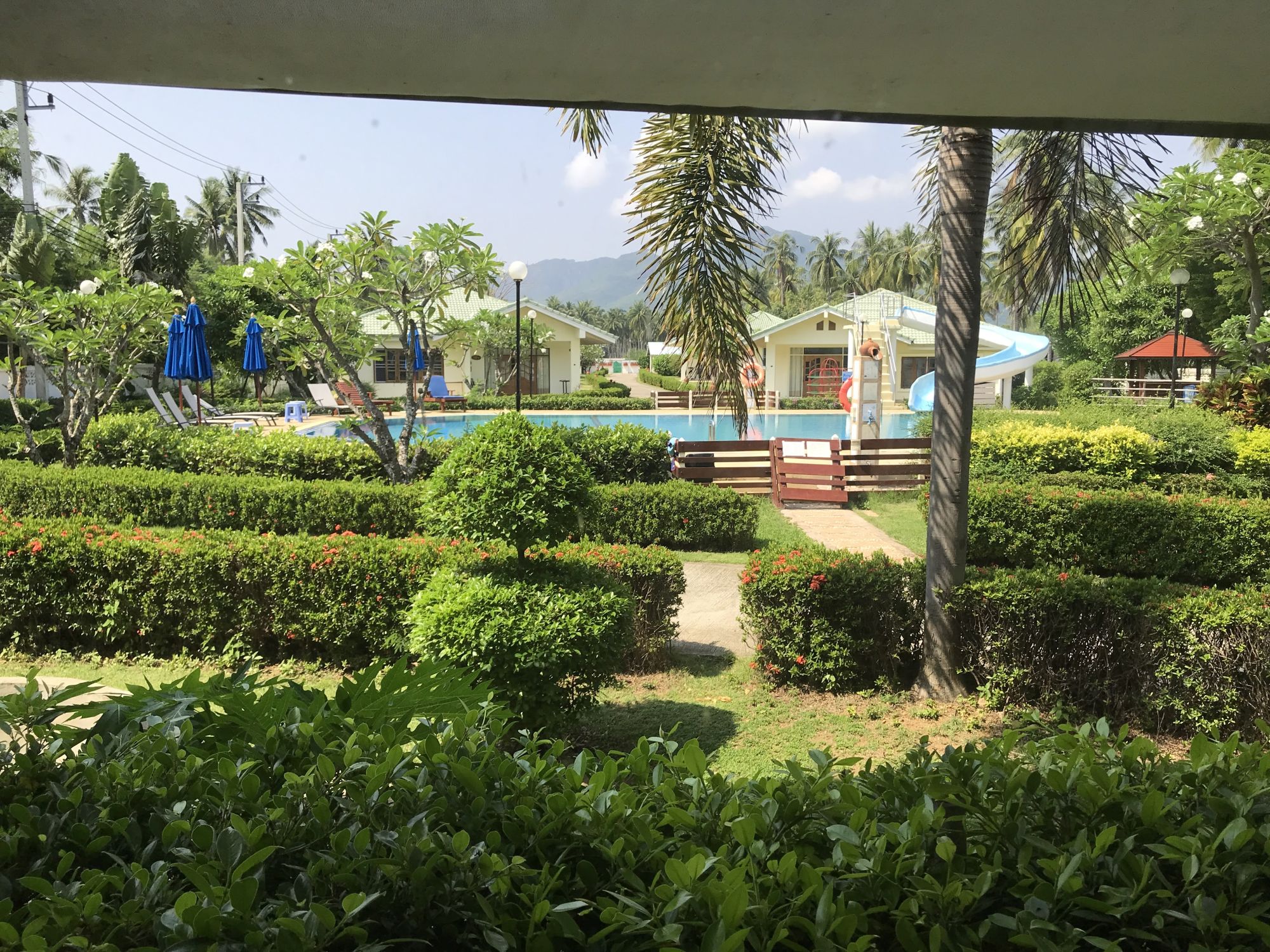 Dolphin Bay The Juniper Tree