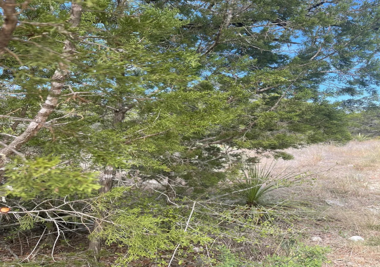 Mountain Cedar Pollen Juniper Allergy