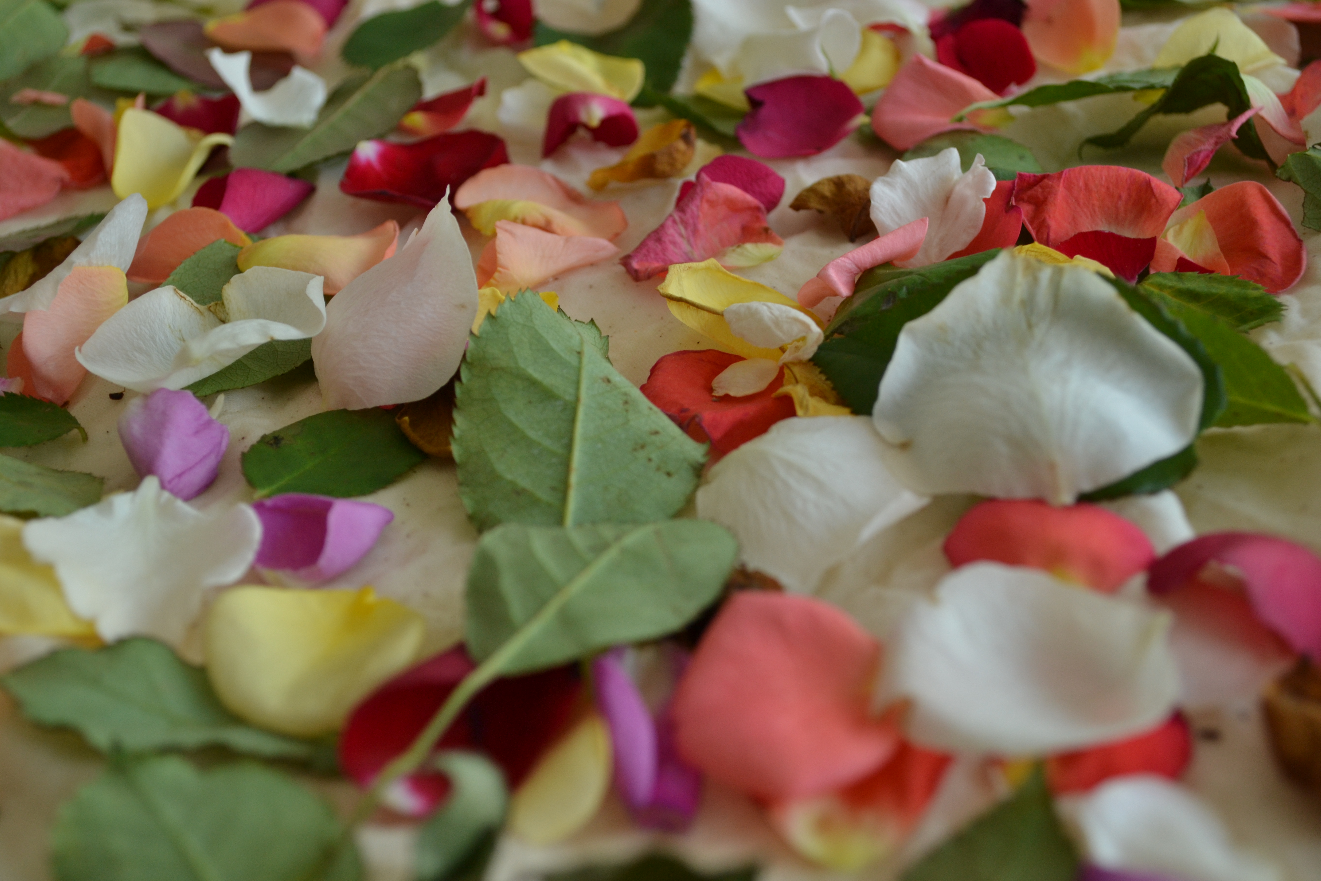 EcoDying with Roses Junk Drawer Adventures