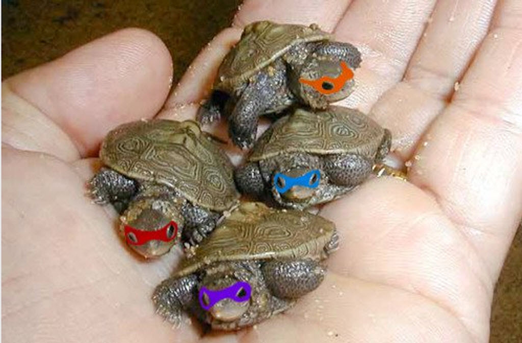 How Long Do Baby Turtles Take To Hatch Baby Viewer