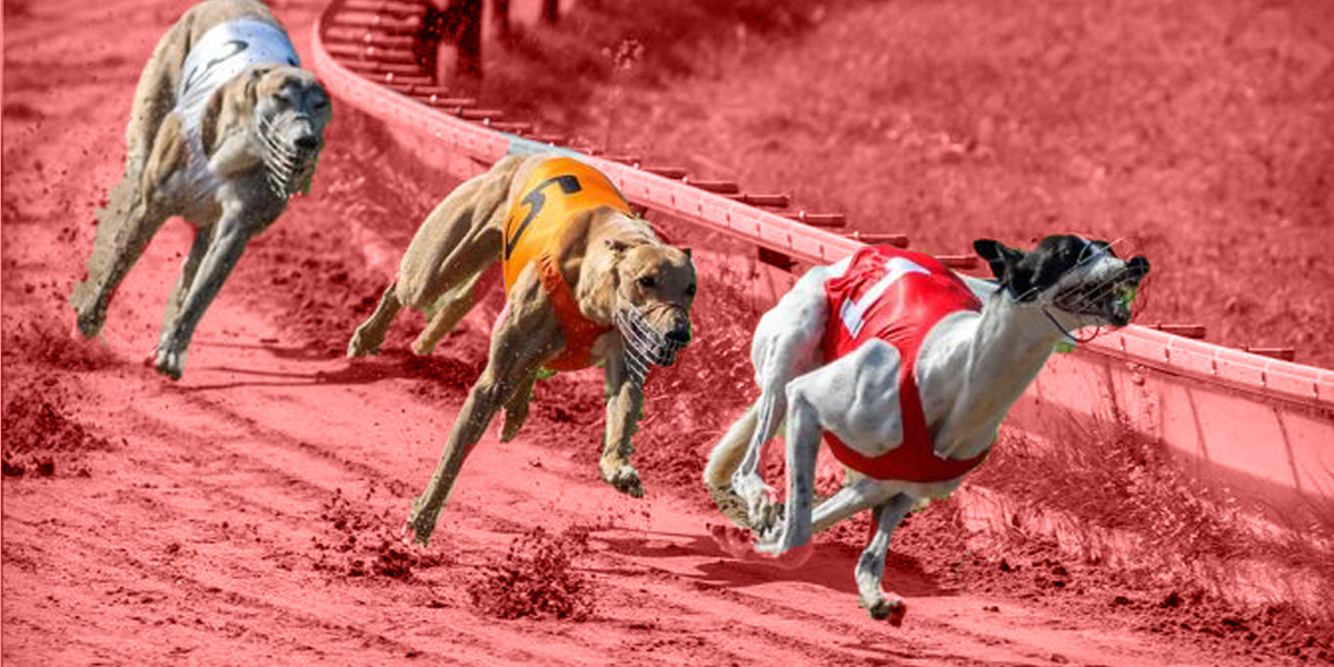Greyhound Racing Cruelty