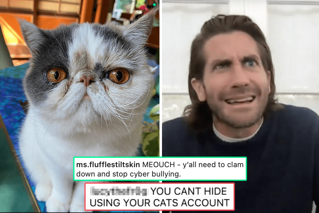 Taylor Swift Grumpy Cat Memes