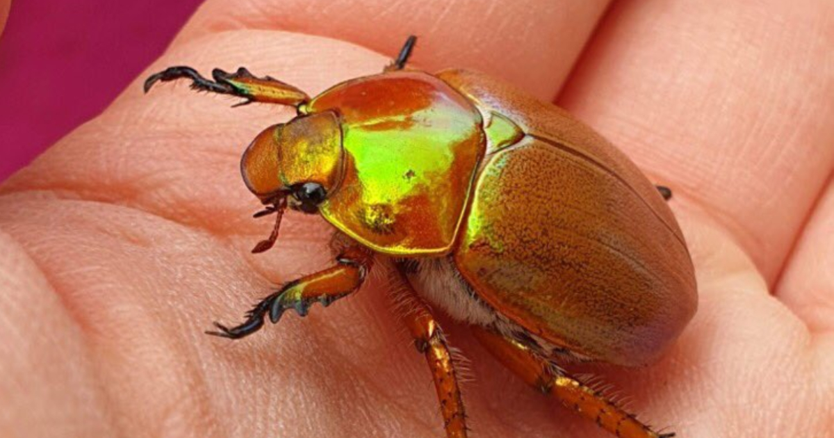 People Are Wondering Why Australia's Christmas Beetles All Disappared