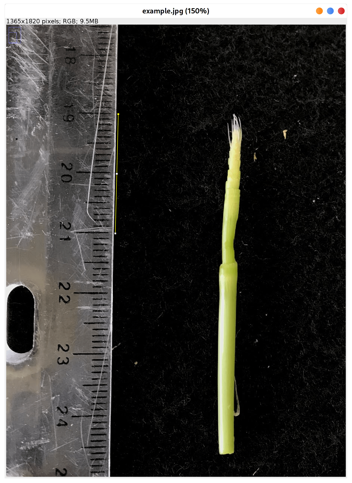 Add scale bar using ImageJ Junli Zhang's Blog