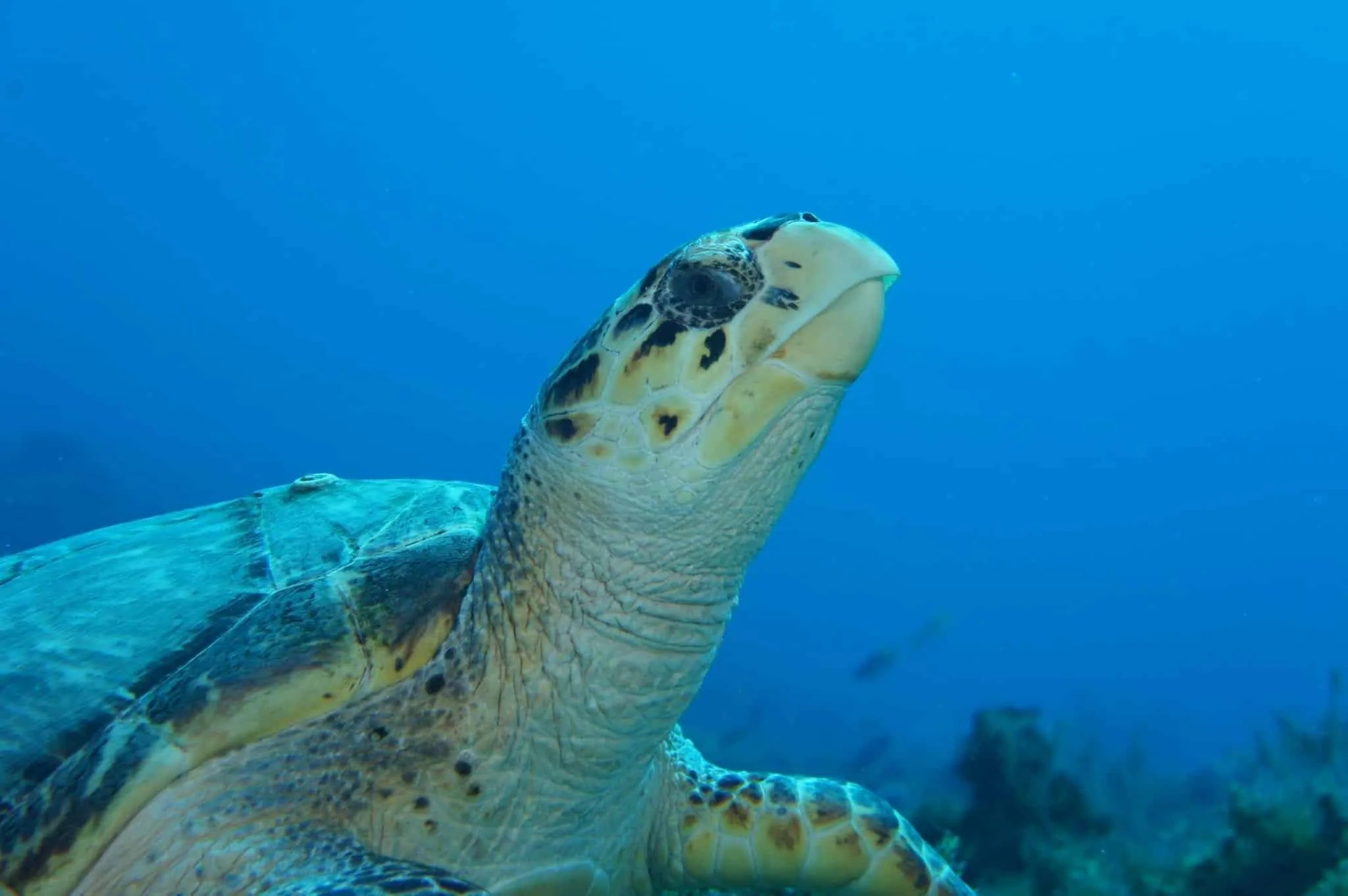 Sea Turtle Awareness June 23 Jupiter Dive Center