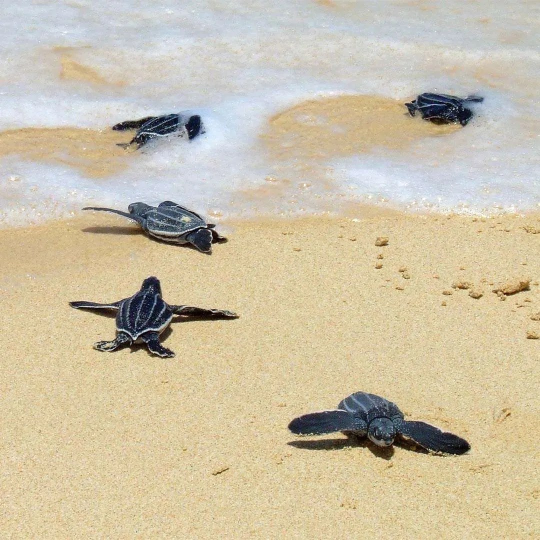 Sea Turtles 101 It All Starts in Jupiter Jupiter Dive