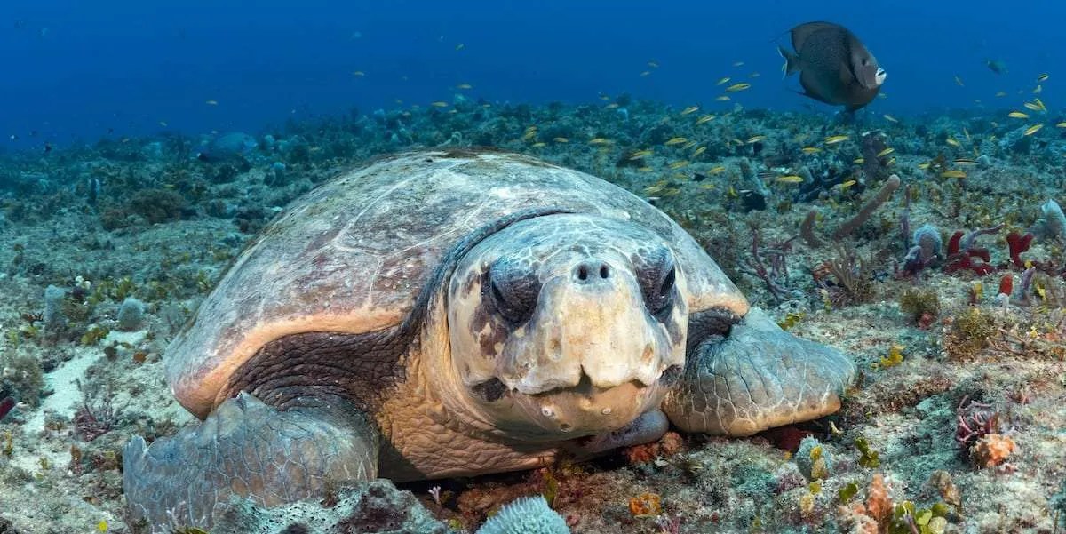 Turtle Time Jupiter Dive Center