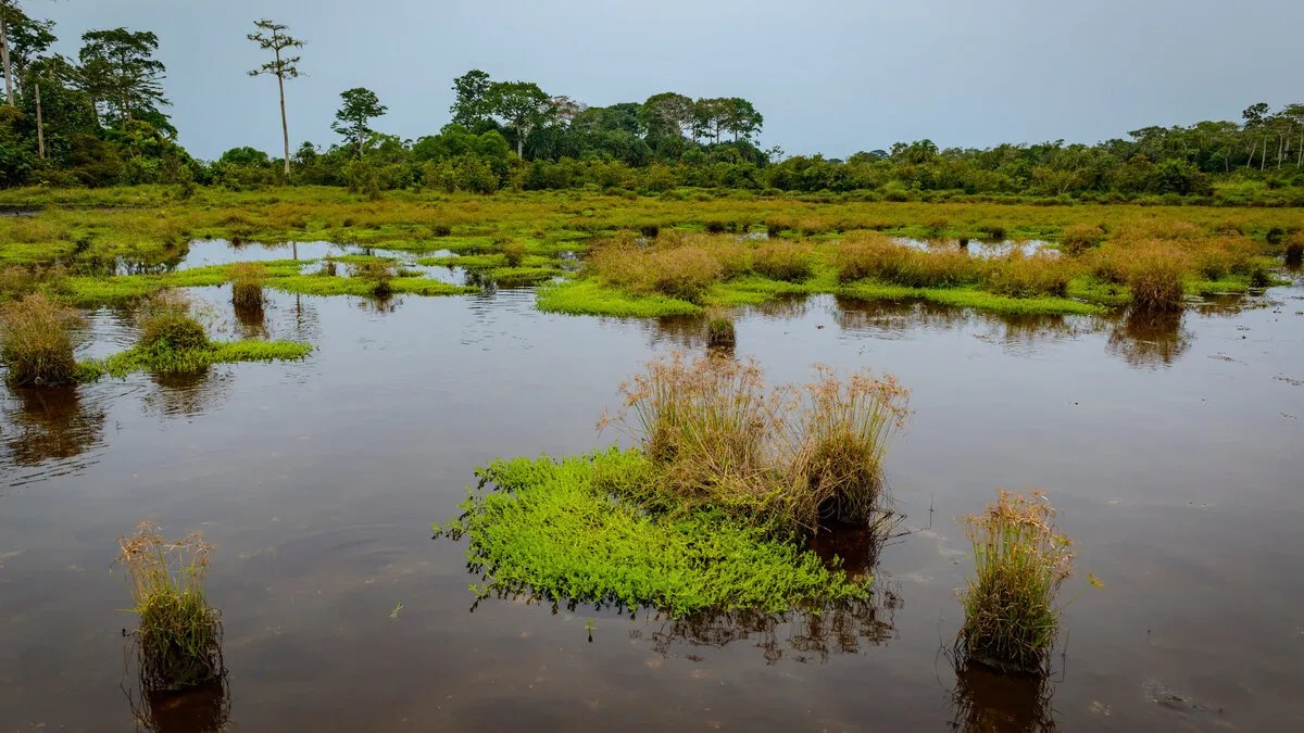 The Mokelembembe and Other Congo Dinosaurs JPT