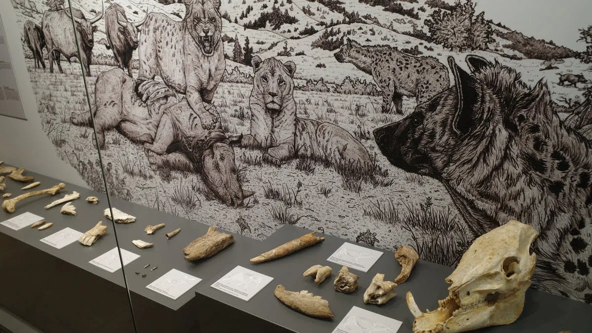 Paleontology News and Discussion JPT