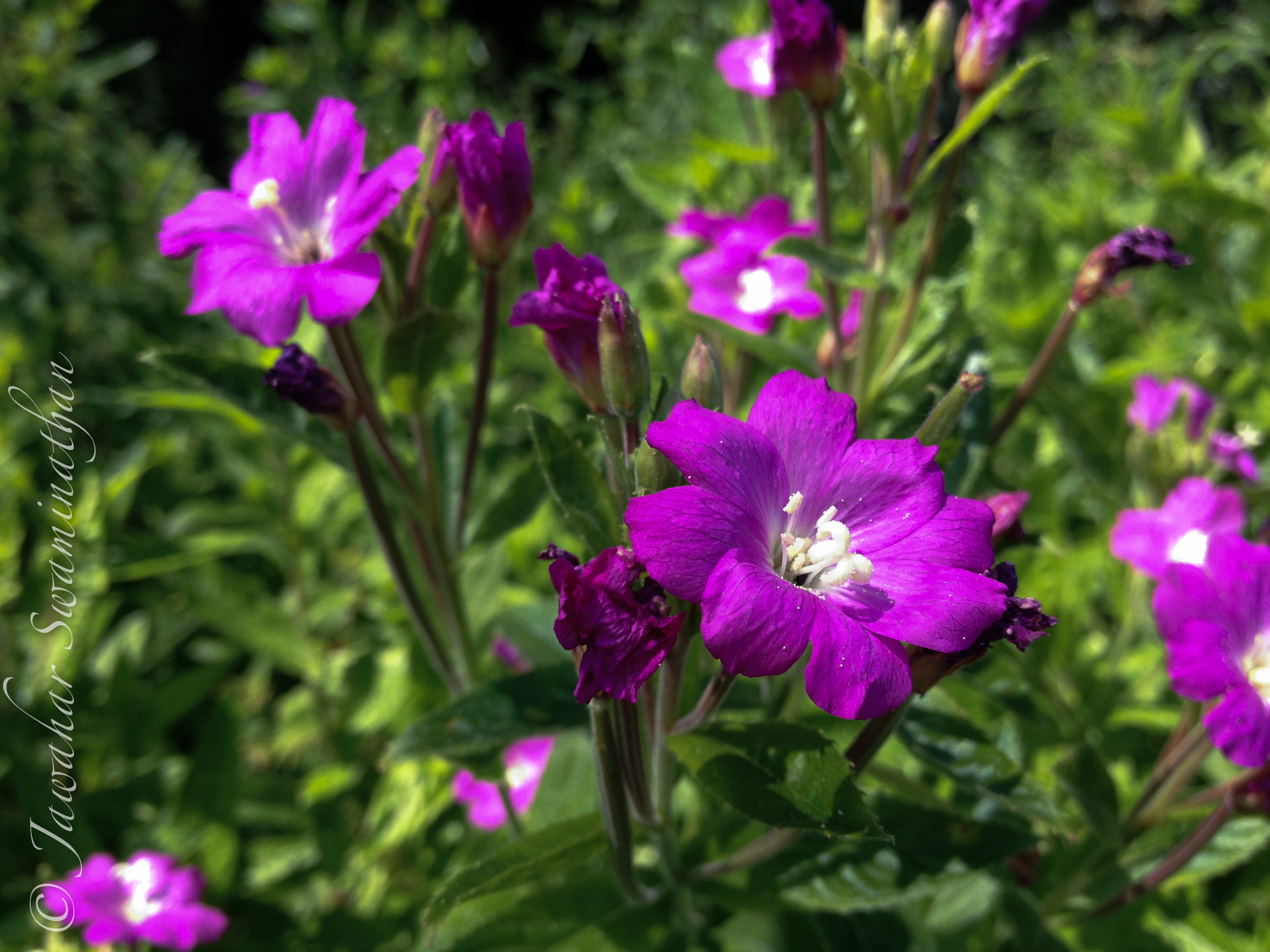 British Wild Flowers Juridicious
