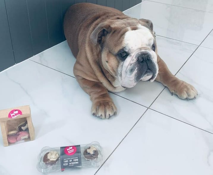 Jus4Paws Pet Supplies