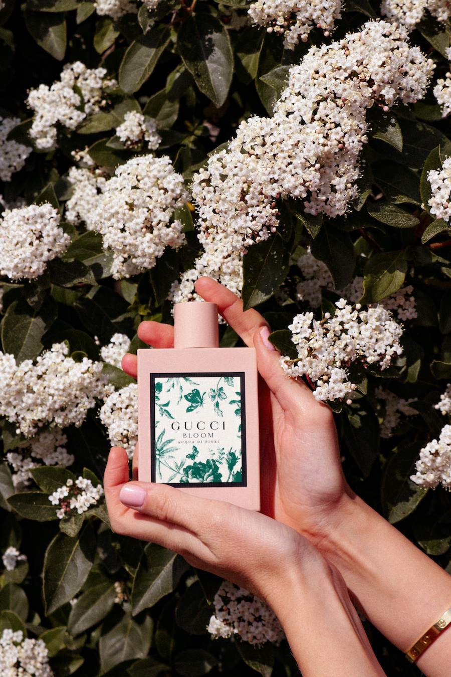 Perfume Review Gucci Bloom Acqua di Fiori Jus de Rose