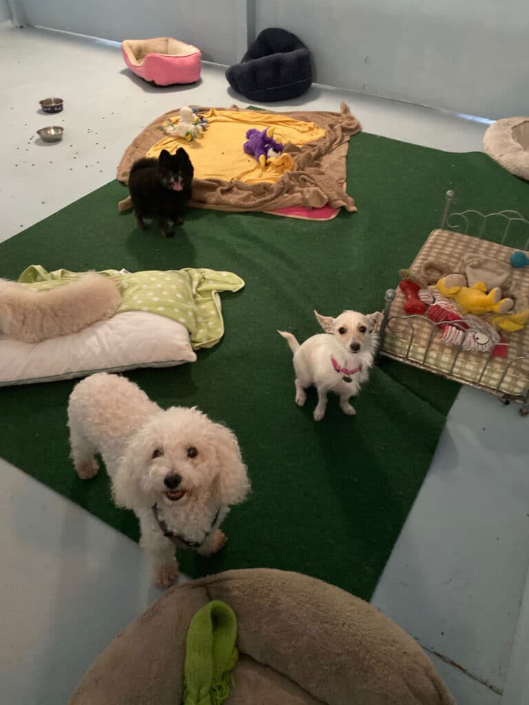 Photo Gallery Just4Paws Pet Boarding in Sarasota