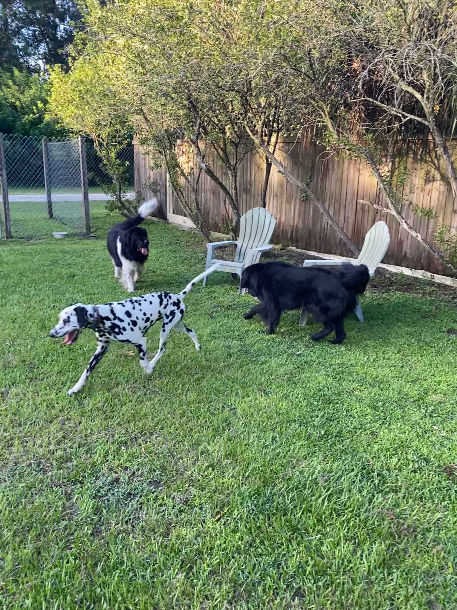 Photo Gallery Pet boarding Sarasota, Dog Boarding SarasotaPet