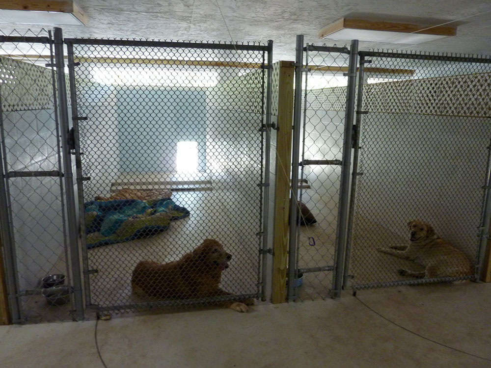 Dog Boarding Sarasota Just4Paws Pet Boarding in Sarasota