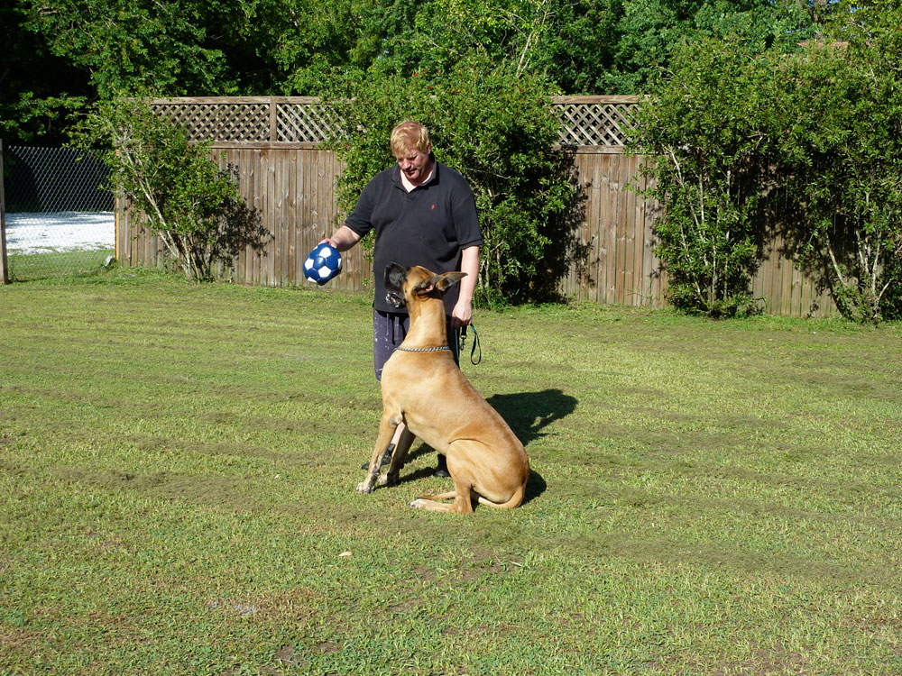 Pet Services Just4Paws Pet Boarding in Sarasota