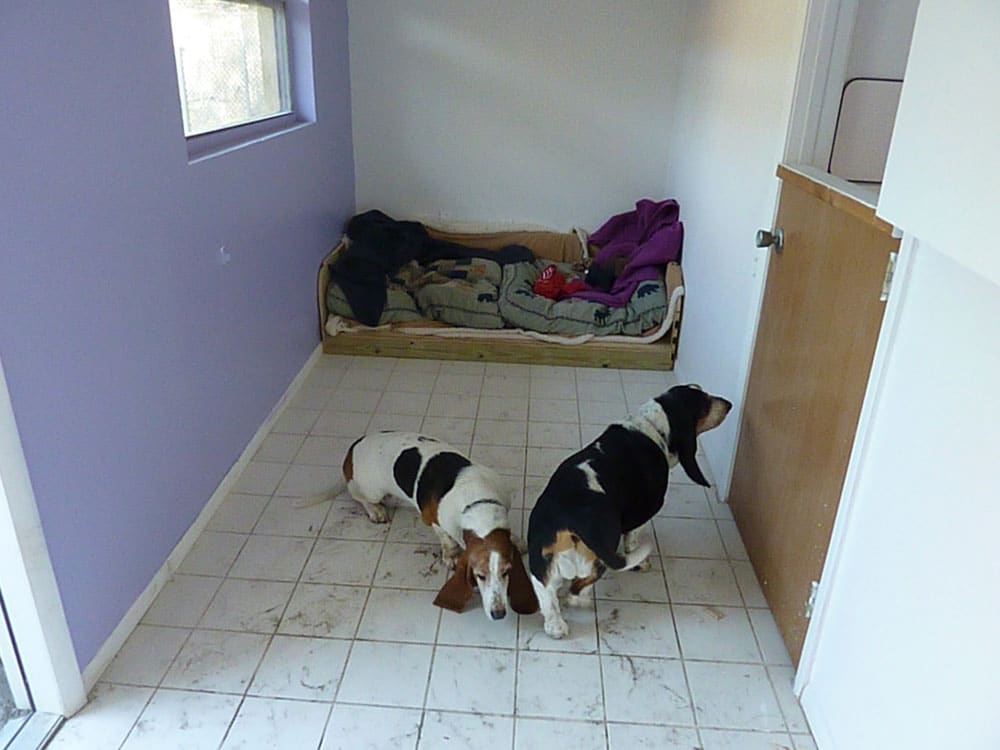 Dog Boarding Sarasota Just4Paws Pet Boarding in Sarasota