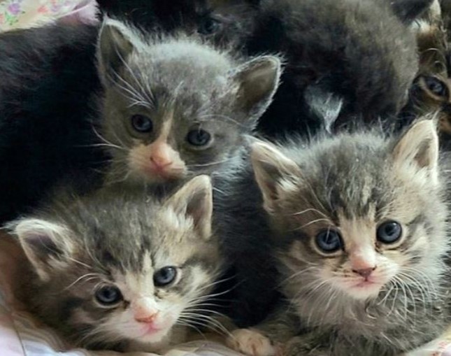 Homemade Kitten Milk Replacer 3 Recipes & Procedures Justagric