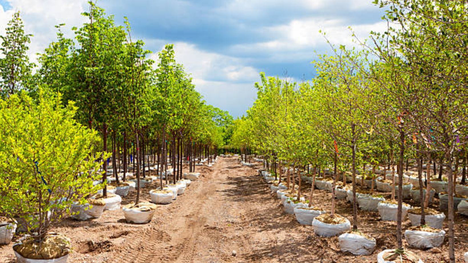 5 Factors to Consider Before Buying Trees for a Nursery JustALittleBite