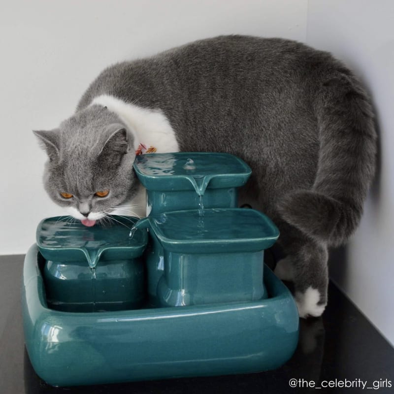 Vets Miaustore Cat Water Fountain To Keep Your Cat Hydrated