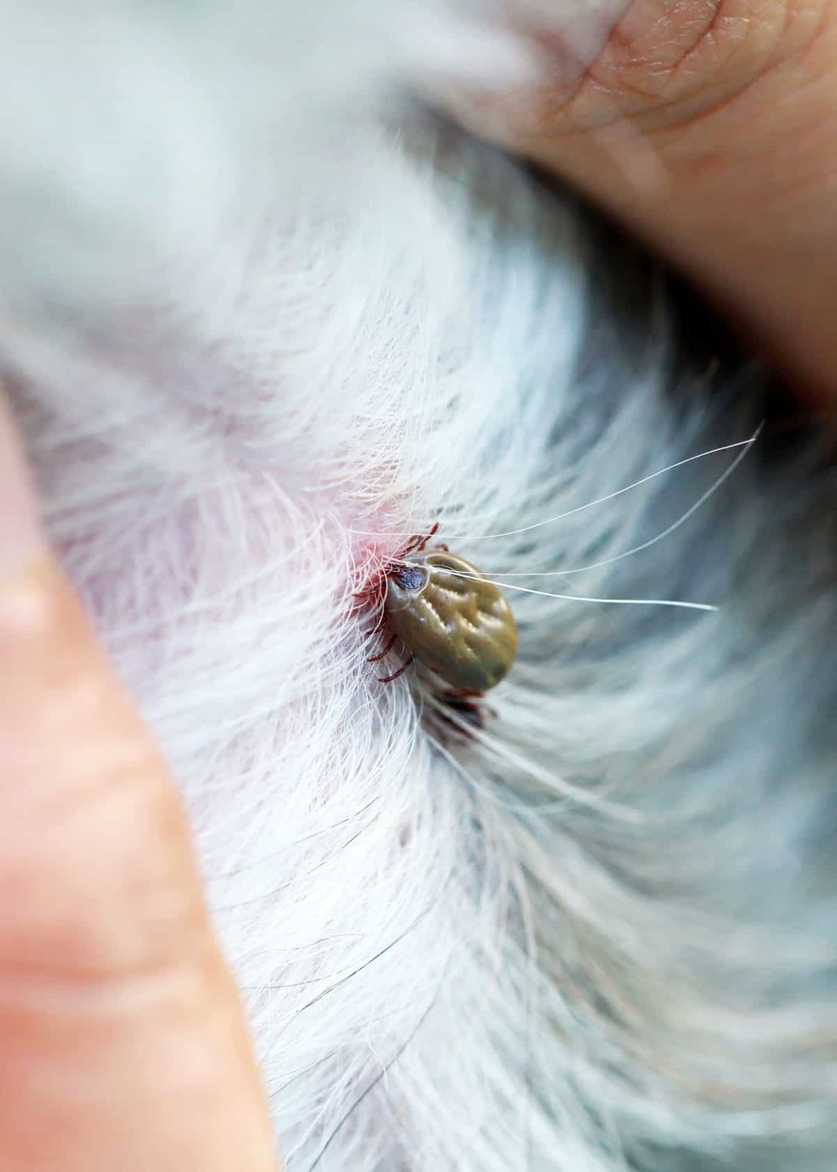 How to Remove a Tick 26 Questions Answered (Head Removal, Dogs
