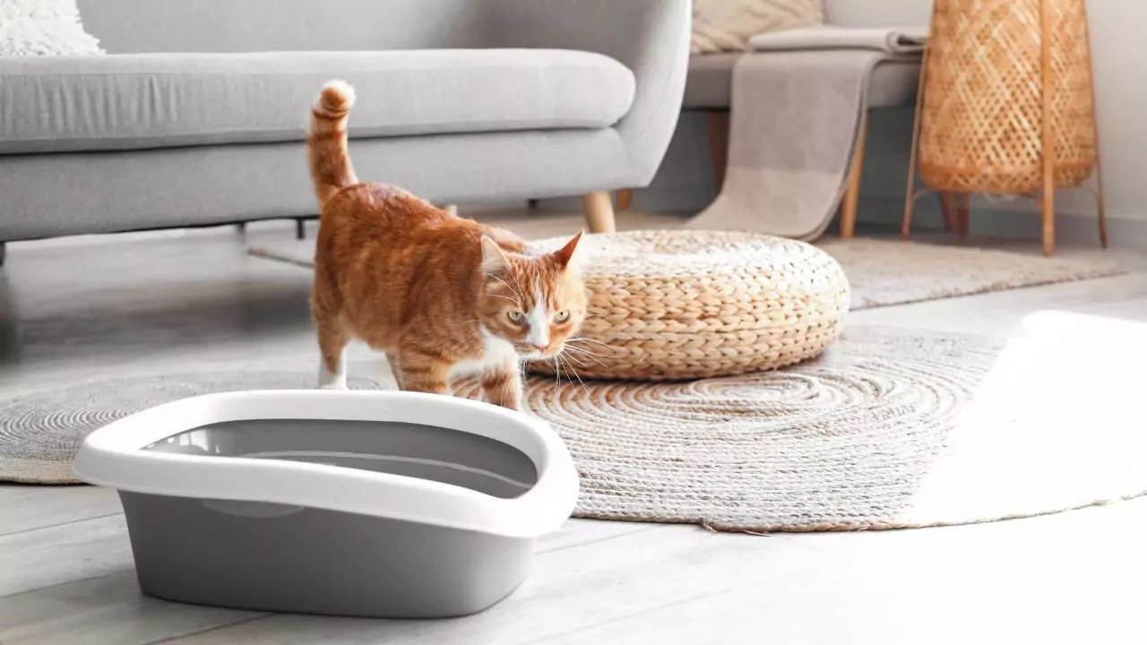 Should Cat Food Be Near Litter Box? (Answered)