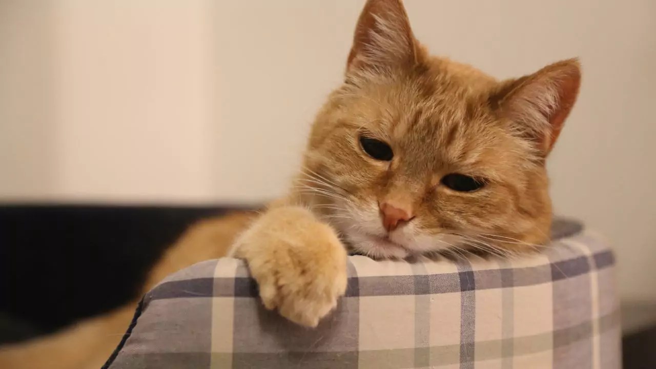 5 Tips to Prevent Boredom In Cats for Busy Owners (Cat Owner's Guide)