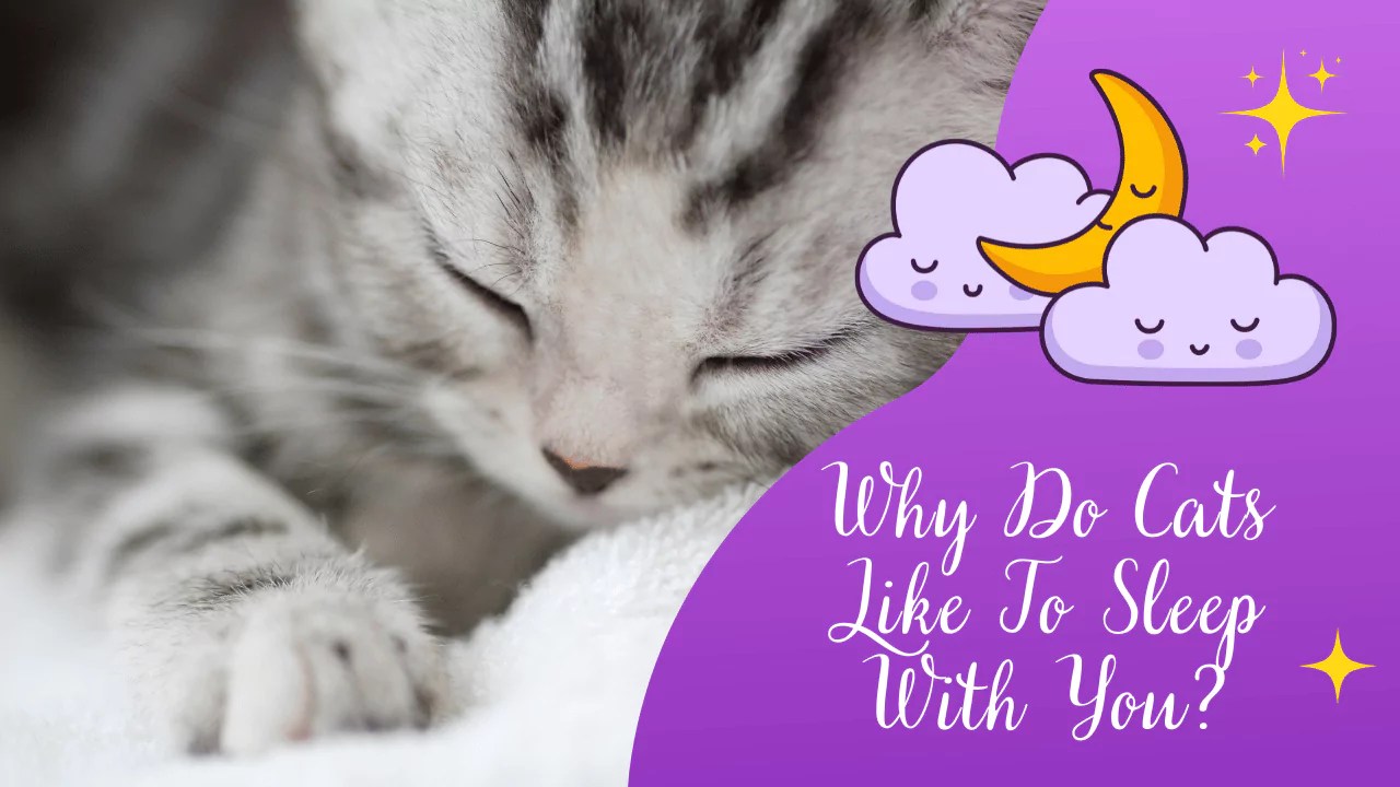 Why Do Cats Like To Sleep With You? (Answered)