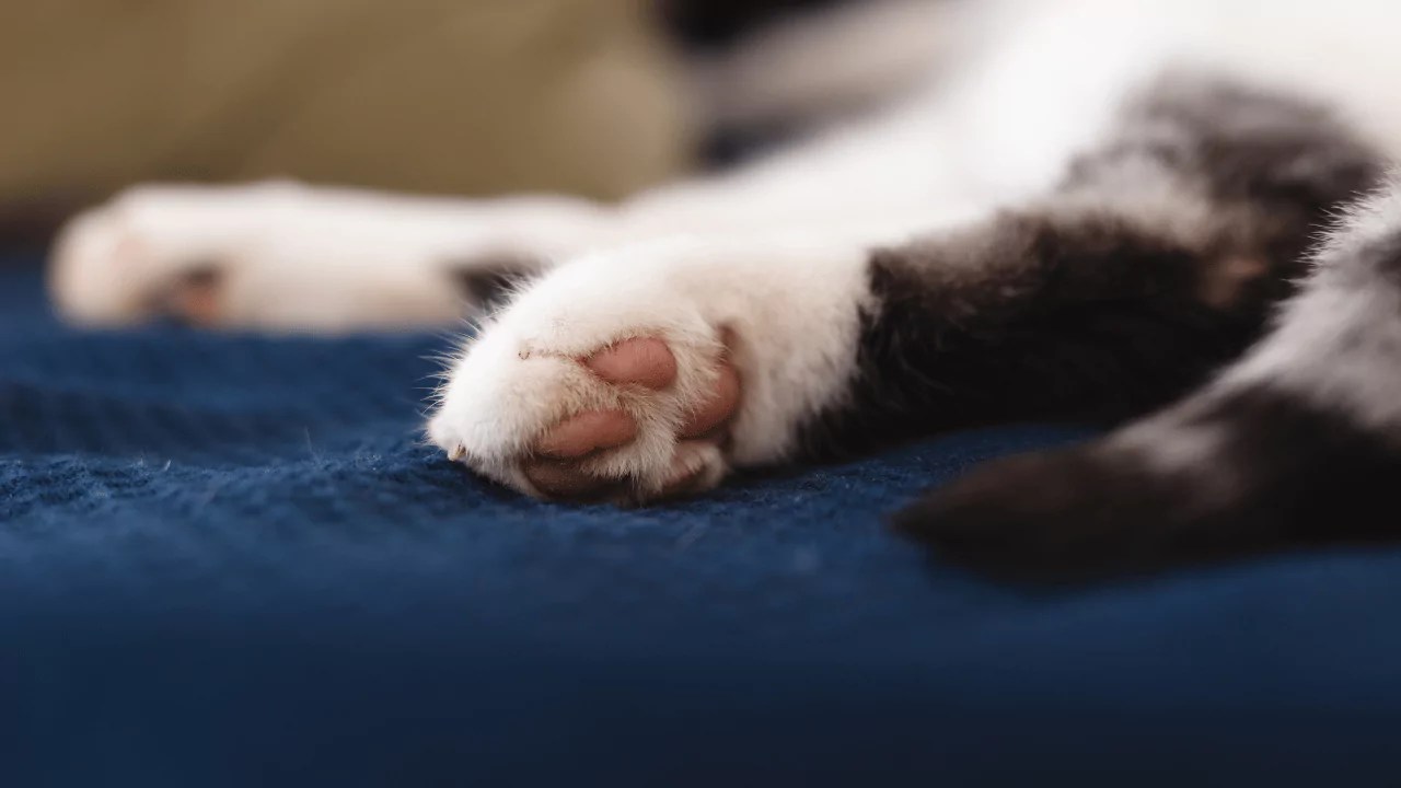 How Many Toes Does Cats Have? (Explained)