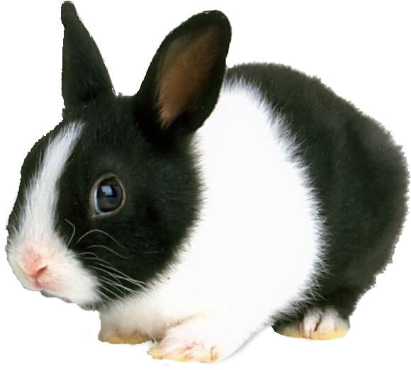 Top 12 Best Pet Rabbit Breeds (PopularCuteChild Friendly) JustCredible