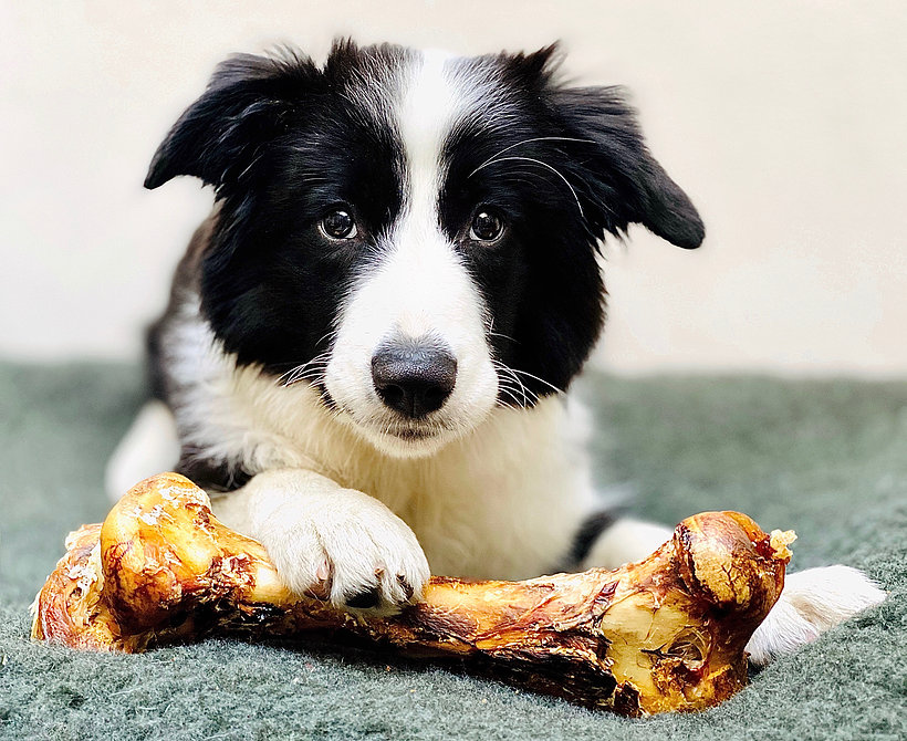 The Best Ostrich Bones for Dogs Just Dog Treats