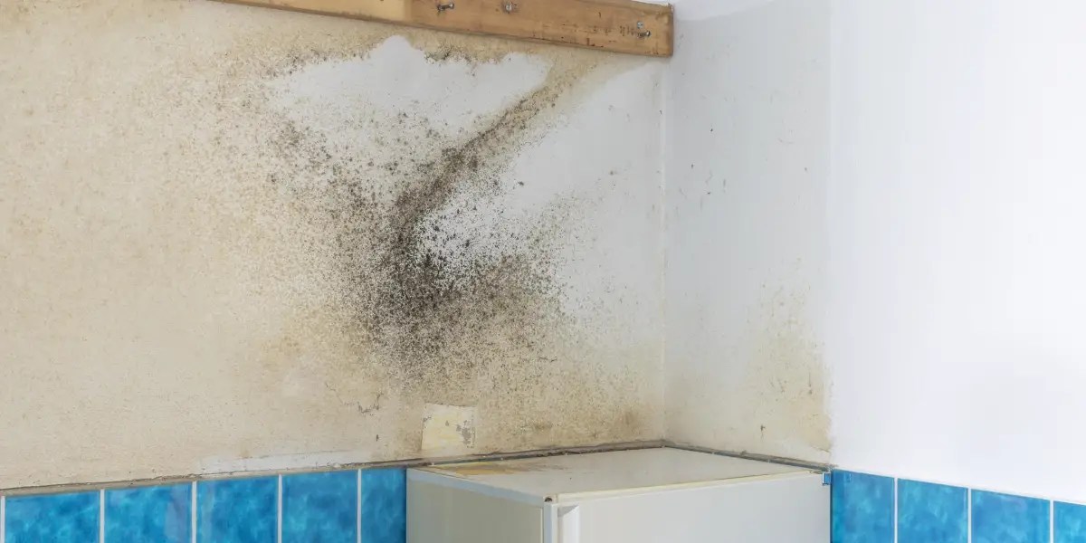 5 Causes of Rising Damp in Internal Walls Just Do Property