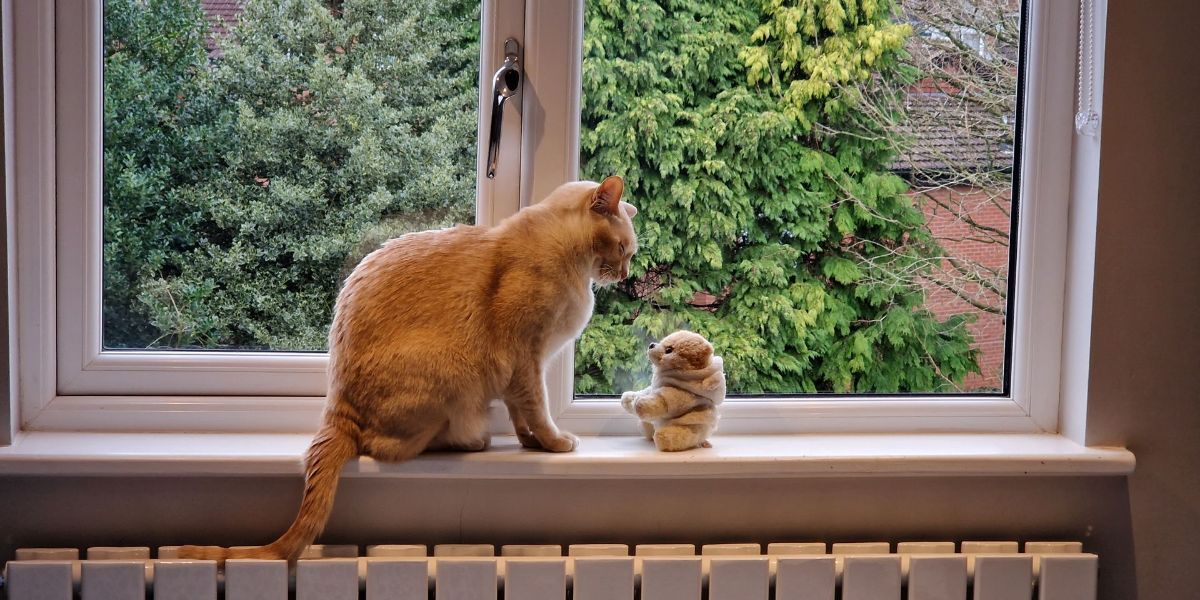 Why Do Landlords Not Allow Dogs