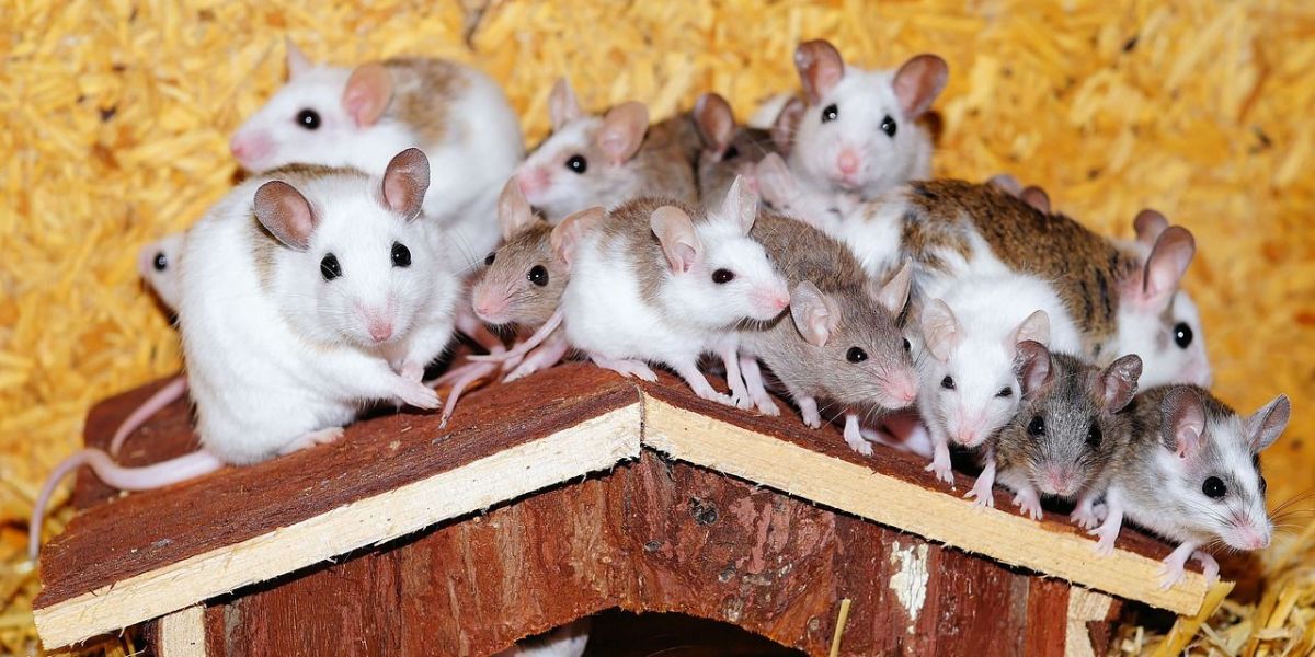 Mice In Rental Property Landlord Responsibilities Just Do Property