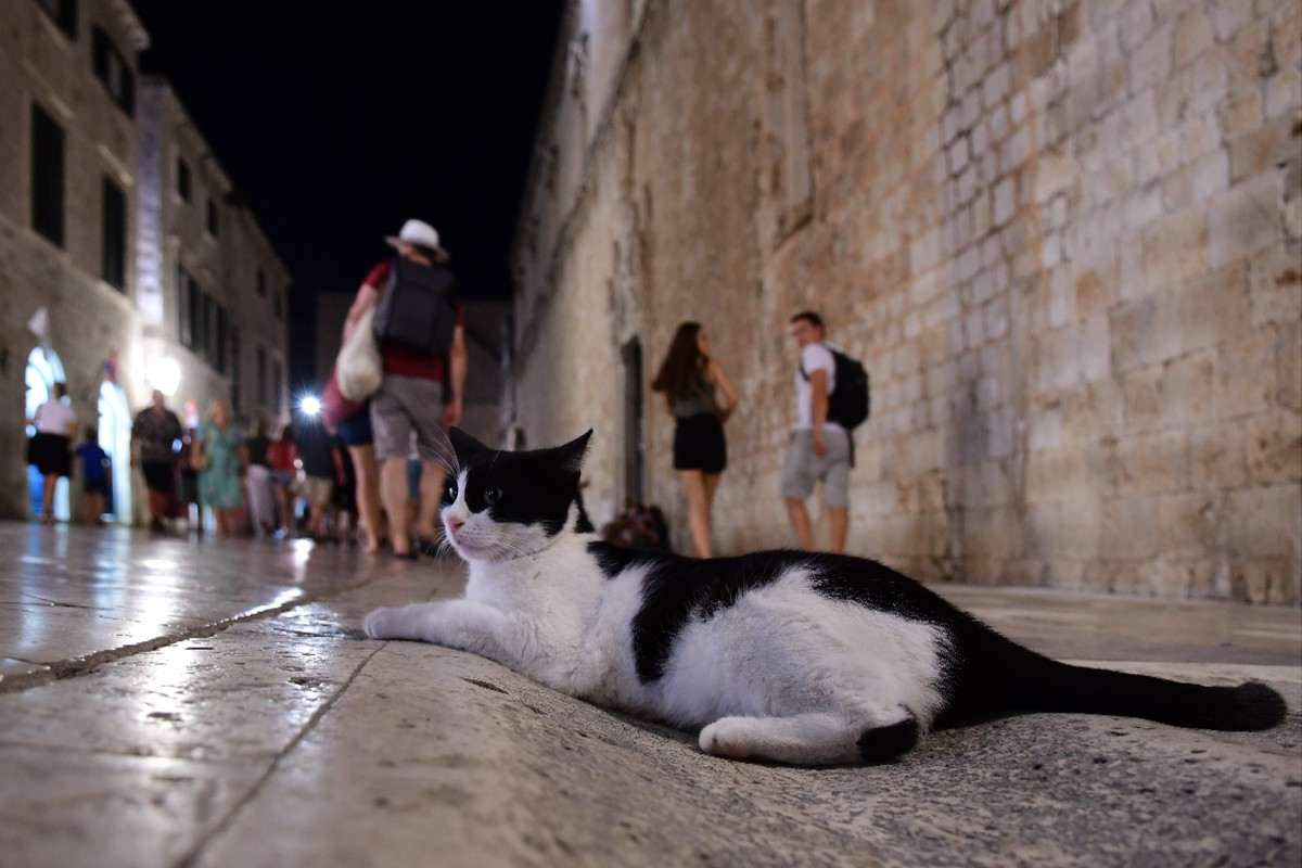 CATS OF DUBROVNIK Adorable, Lovable and So Fluffy Just Dubrovnik