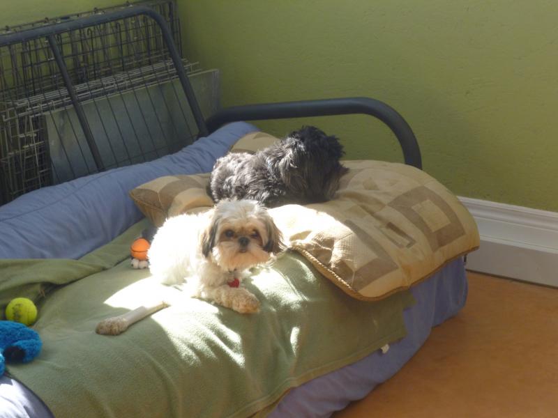 Just For Paws Inn Services