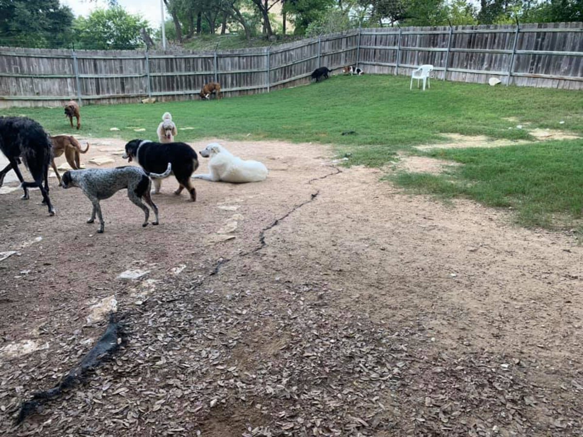 Gallery Just Four Paws, Inc.