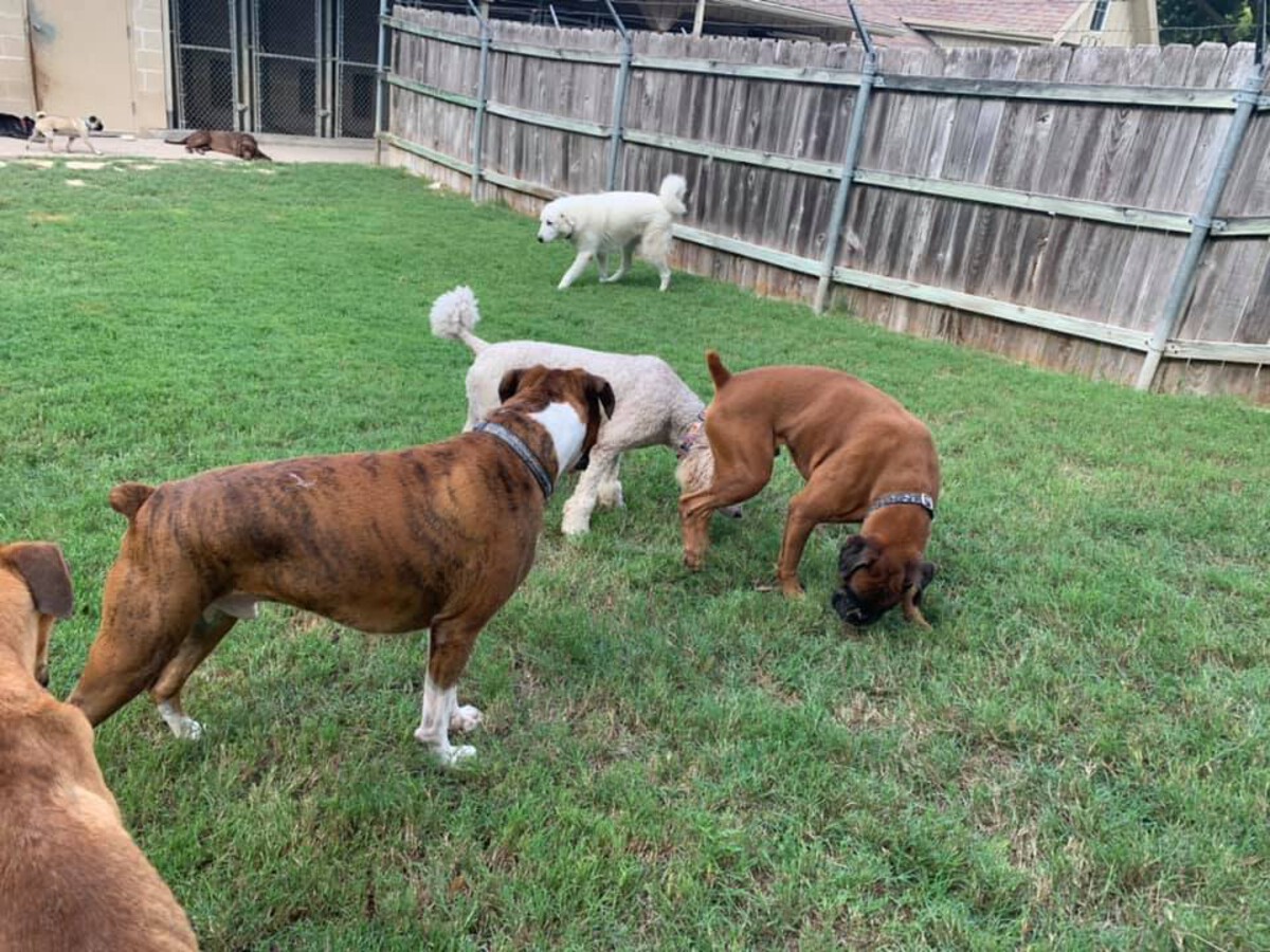 Gallery Just Four Paws, Inc.