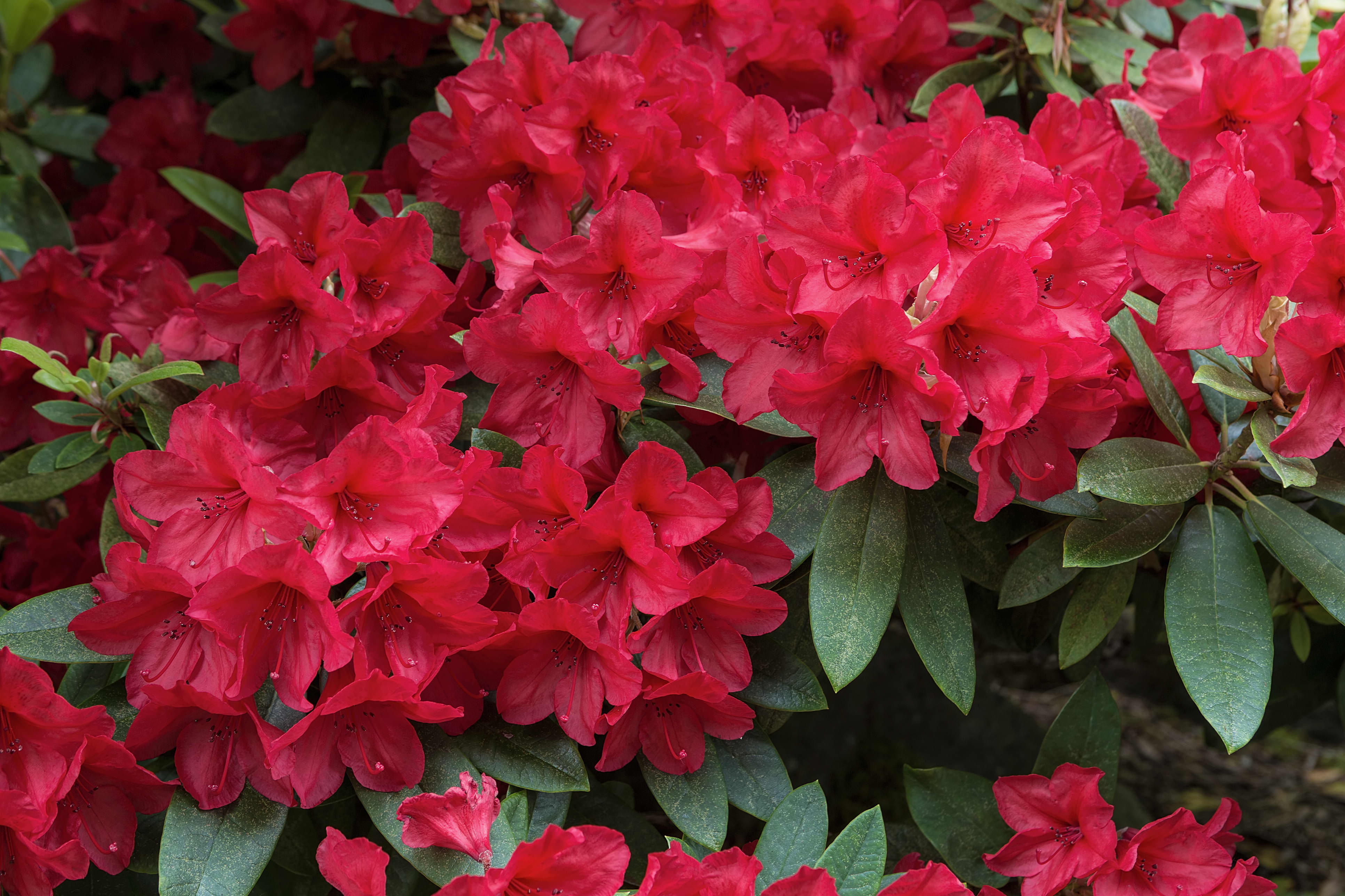 Vivid Red Azalea Bush (Red) • Just Fruits and Exotics