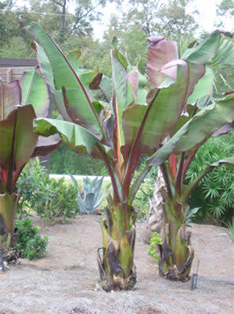 Red Banana Leaf Plant