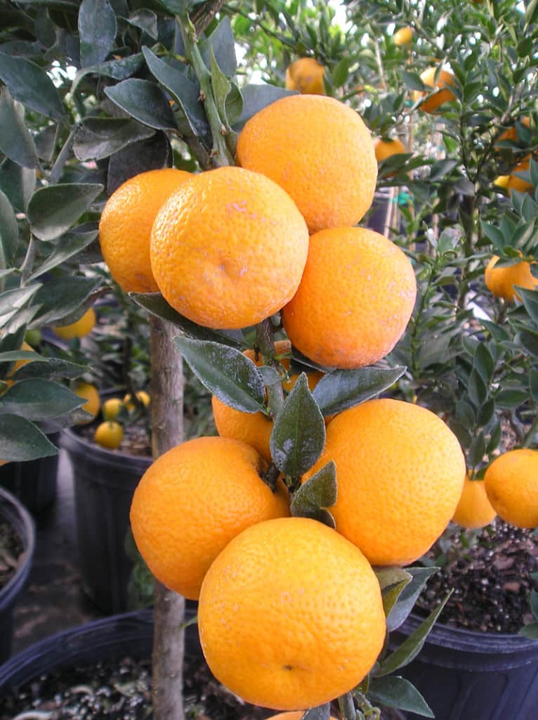 Chinotto Sour Orange Tree • Just Fruits and Exotics