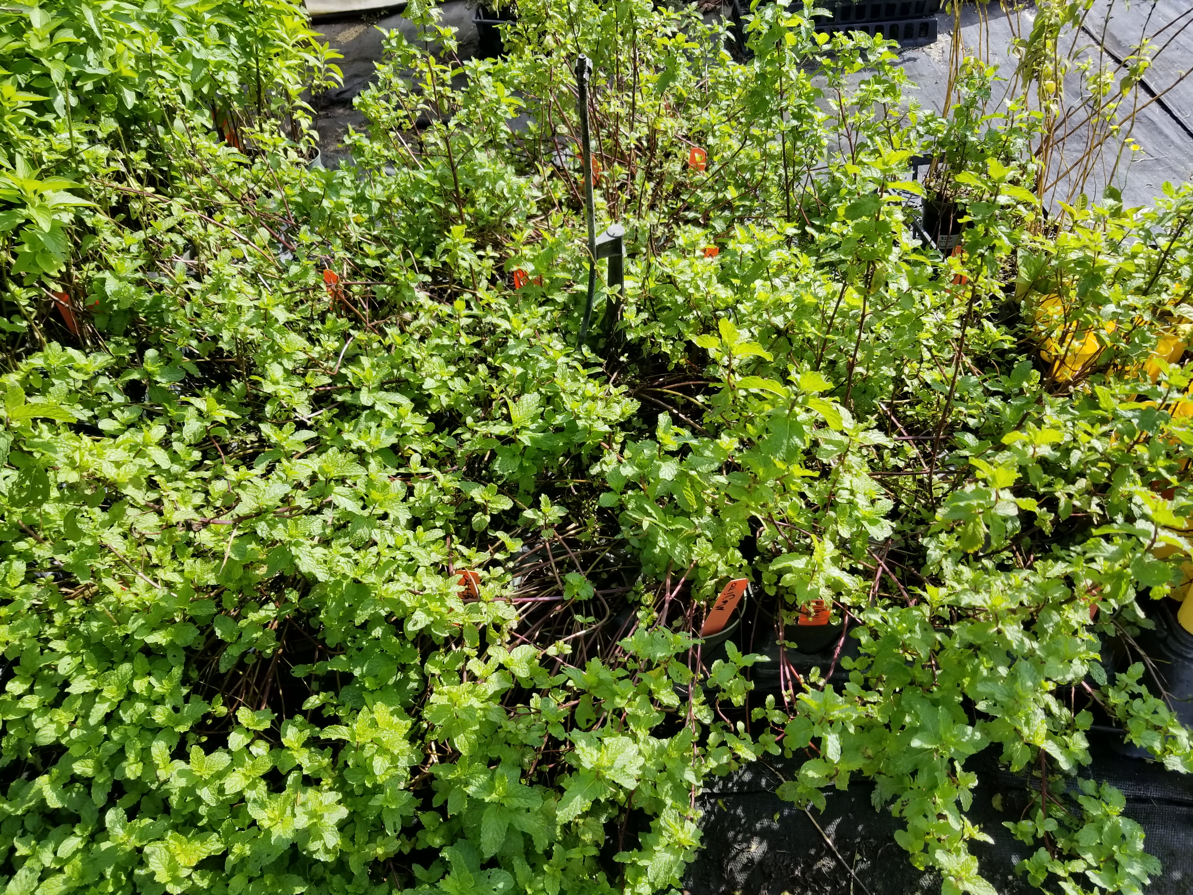 Mojito Mint Plant • Just Fruits and Exotics