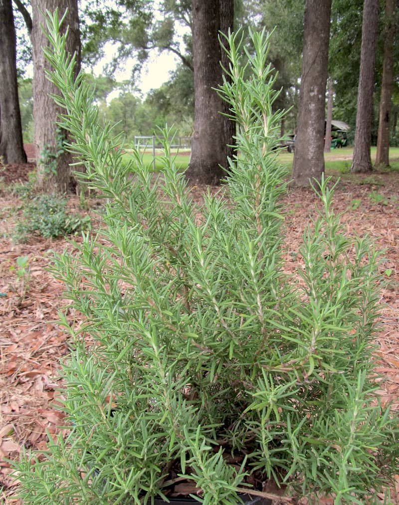 Salem Rosemary Plant • Just Fruits and Exotics