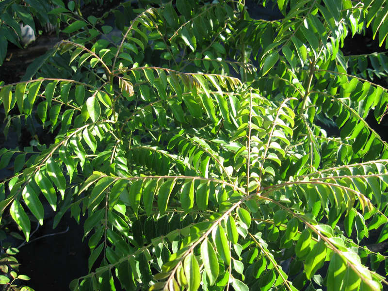Curry Leaf Tree • Just Fruits and Exotics