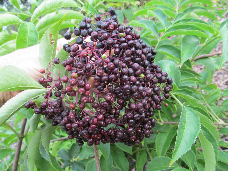 Florida Select Elderberry Bush — Just Fruits and Exotics