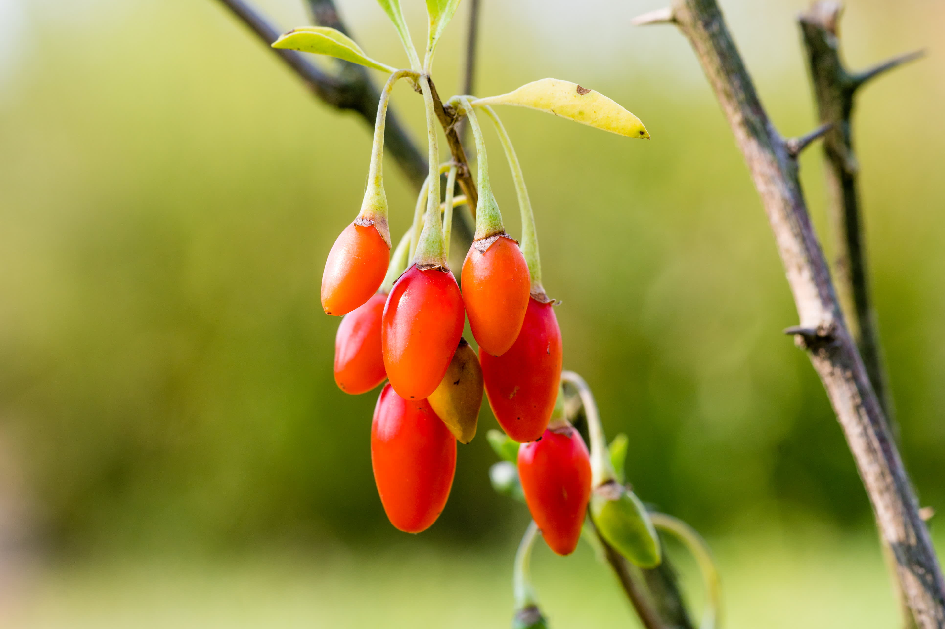 Crimson Star Goji Berry Bush • Just Fruits and Exotics