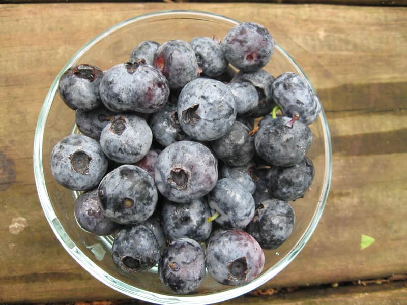 Emerald Blueberry Bush “Southern Highbush” • Just Fruits and Exotics