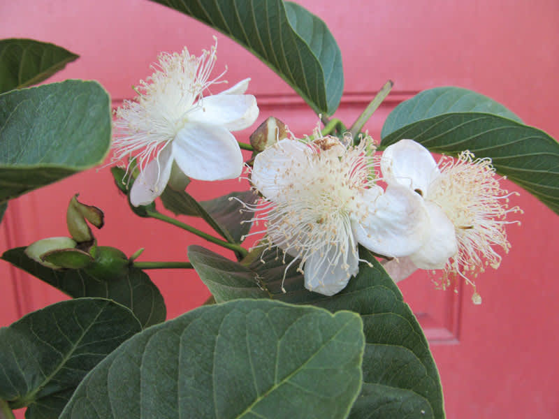 Barbie Pink Tropical Guava Tree • Just Fruits and Exotics