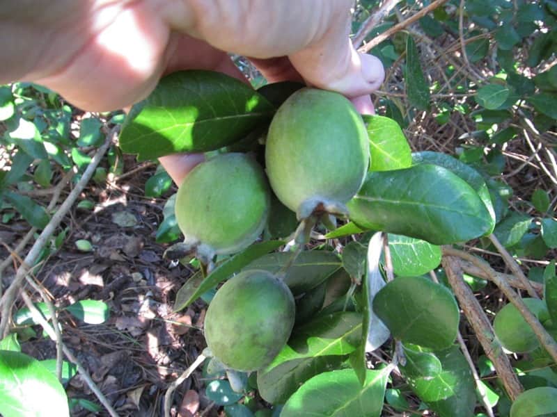 Just Fruits Seedlings Pineapple Guava • Just Fruits and Exotics